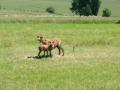 Image bilder/07030011.jpg